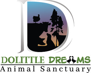 Dolittle Dreams